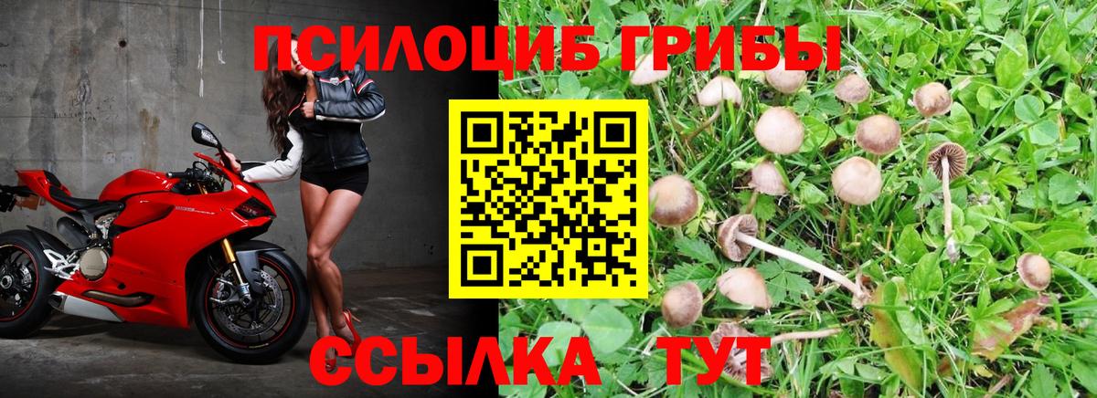 Псилоцибиновые грибы мицелий Тайшет
