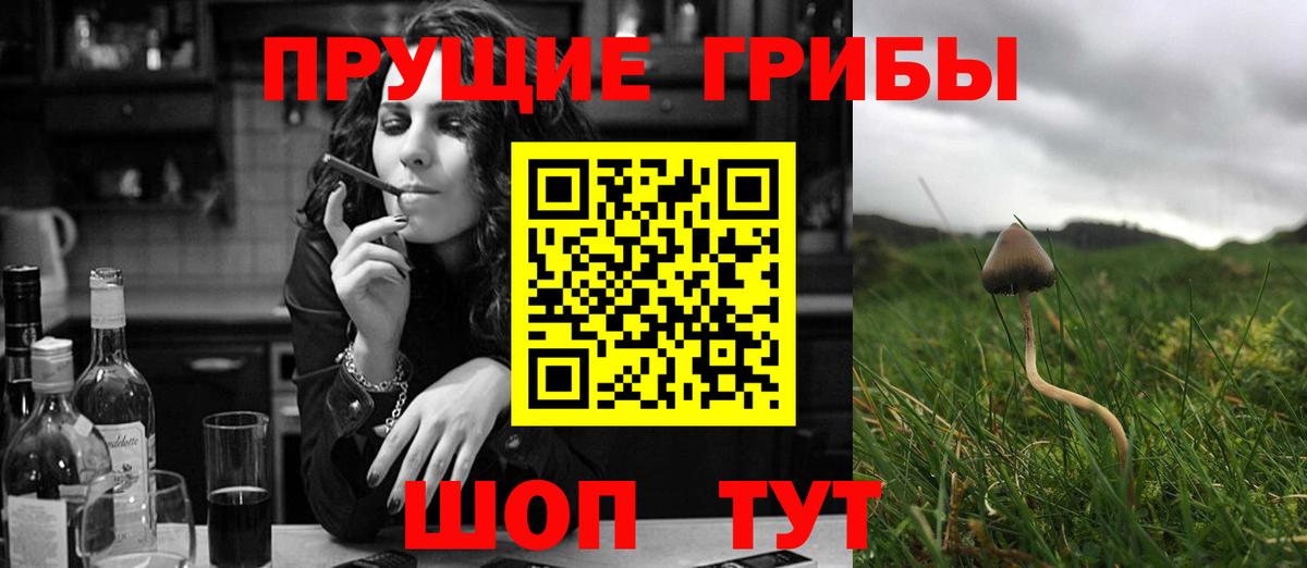 как найти   Вход с VPN  Тайшет  Псилоцибиновые грибы мухоморы 